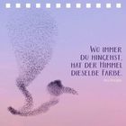 "Wo immer du hingehst, hat der Himmel dieselbe Farbe. Aus Persien." Vogelschwarm am rosa-blauen Himmel.