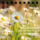 Freundschaft, das ist eine Seele in zwei Körpern. Aristoteles. Weiße Gänseblümchen in einem unscharfen, sonnigen Hintergrund.