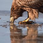 Ein Adler trinkt Wasser von einer Pfütze, seine scharfen Krallen greifen in den Boden, während er sich spiegelt.
