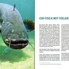 EIN FISCH MIT VIELEN NAMEN: Ein großer Wels schwimmt im klaren Wasser, umgeben von Natur. Ein informativer Text rechts im Bild.