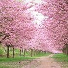 Ein Weg mit blühenden Kirschbäumen auf beiden Seiten, rosa Blüten und grünem Gras. Eine Taube steht auf dem Pfad.