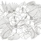 Eine detaillierte Illustration zeigt Kolibris, große Blüten und viele verschiedene Blätter.