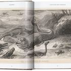 Kapitel 1, Kataklysmus und Eroberung. Illustration zeigt prähistorische Reptilien in Sussex-Landschaft.