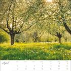 Kalender für April mit blühenden Obstbäumen und Löwenzahn auf einer Wiese, Sonnenstrahlen durch die Zweige.