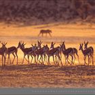 04 | April. Eine Gruppe Antilopen steht in einer sandigen Landschaft bei Sonnenuntergang. Im Hintergrund läuft ein Tier.