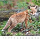 Ein Gedicht von Friederike Brun über die Natur. Ein junger Fuchs steht im Wald, umgeben von grüner Vegetation. Unten ist ein Kalender für April.