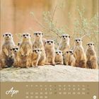 Apr, Kalender mit Erdmännchen, die auf einem Stein stehen und einen Hintergrund aus Zweigen haben.