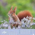 Kalenderseite für April. Ein Eichhörnchen steht in lila Blumen mit einem grünen, unscharfen Hintergrund.