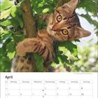 April-Kalender mit Wochentagen. Ein getigerter Kater klettert in einem grünen Baum.