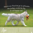 "Wenn du einen Freund hast, geh ihn oft besuchen; denn Gestrüpp verwächst den Weg, der nicht begangen wird. Apr." 

Ein Hund mit Spielzeug im Maul läuft auf grünem Gras.