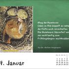 Mag die Haselnuss die Kälte verschlafen. Die Haselmaus wird sie Frühling wachknabbern! 4. Januar. Bild: Schlafende Haselmaus.