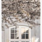 Text am unteren Rand: "April" und Kalendertage. Blütenzweige über einem Fenster in sanften Farben.