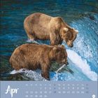 "Apr" und Kalendertage unten, zwei Bären fangen einen Fisch im Wasser.