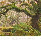 Kalenderseite April mit verwunschenem Wald, moosbedeckte Bäume und Steine. Mystische, grüne Atmosphäre.