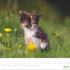 Kalender mit April-Daten; im Bild ein Kätzchen sitzt in grünem Gras, umgeben von gelben Blumen.