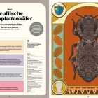 "Insekten und ihre Superkräfte" und "Entdecke 22 Insekten mit unglaublichen Fähigkeiten" sind zu lesen. Illustration einer Fliege.