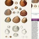 "BRITISH SHELLS, PL. V." Verschiedene Muscheln in Illustrationsstil, detailliert nummeriert. Kalender mit Daten von 13. bis 19. September.