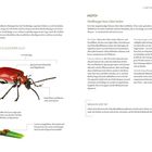 TÄTER: Fahndung nach einem Käfer.  
MOTIV: Heißhunger lässt Lilien leiden.  
Illustration eines roten Käfers mit Textdetails.