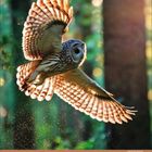 Kalendertage 1 bis 30 in einer Reihe. Eine Eule fliegt durch einen sonnigen Wald, ihre Flügel sind weit ausgebreitet.