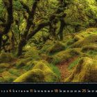 Aprilkalender mit grüner, moosiger Waldlandschaft. Der Boden ist mit weichen Moossteinen bedeckt, Bäume ragen empor.