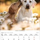 April 2027. Zwei Labradore in einem Blumenfeld, einer leckt dem anderen sanft das Ohr.