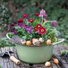 Ein grüner Topf voller bunter Blumen, Zwiebeln, Wachteleier und einer Schnecke auf einem Holztisch mit Gartengerät.