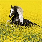 Ein schwarz-weißes Pferd liegt in einem leuchtend gelben Blumenfeld mit gelben Blüten umgeben.