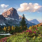 Ein Bergpanorama mit blühenden Alpenblumen im Vordergrund, einem dramatischen Felsmassiv und zarten Wolken am Himmel.