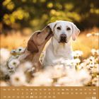 Kalender von April 2027. Zwei weiße Hunde sitzen in einem Blumenfeld. Einer schnuppert am Ohr des anderen.
