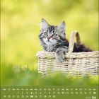 Kalenderseite für April 2027. Ein flauschiges Kätzchen sitzt in einem geflochtenen Korb auf einer grünen Wiese.