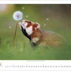 Kalenderdaten von 1 bis 30. Ein Hamster schnuppert an einer Löwenzahnblume, einige Samen fliegen davon.