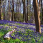 Ein dichter Wald mit hohen Bäumen und einem Teppich aus blauen Blumen am Boden. Ein umgestürzter Baumstamm liegt im Vordergrund.