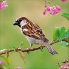 Ein Sperling sitzt auf einem Zweig mit rosa Blüten vor unscharfem, grünem Hintergrund.