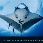 April 4, Kalendertage 1-30 unten. Ein Taucher ist unter einem großen Manta-Rochen im blauen Wasser zu sehen.