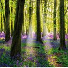 Kalenderseite mit numerischer Monatsübersicht. Wald mit hohen Bäumen und lila Blumen, Sonnenstrahlen durch die Bäume.