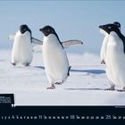 "Erfolg hat nur, wer etwas tut, während er auf den Erfolg wartet." 4 / 2023. Drei Pinguine auf Schnee.