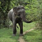 Das Bild zeigt einen Elefanten, der in einer grünen, buschigen Umgebung steht, besonders dominant sein langer Rüssel.