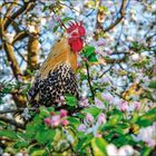 Ein Hahn mit rot-gelbem Kamm sitzt in einem blühenden Baum voller rosa und weißer Blüten und grünem Laub.