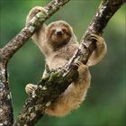 Ich kann keine Texte oder Logos erkennen. Ein Faultier hängt entspannt an einem Baum, umgeben von einer grünen Umgebung.