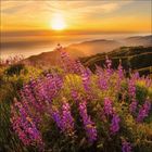 Ein leuchtender Sonnenuntergang über Hügeln, im Vordergrund violette Blumen, die die Landschaft beleben.