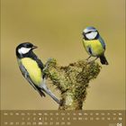 Text: Monatskalender April 2027. Zwei farbenfrohe Vögel sitzen auf einem moosbewachsenen Ast.