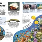 "Leben im Korallenriff" erklärt Korallen, Polypen und bunte Meeresbewohner wie Einsiedlerkrebse, Muränen, Falterfische.