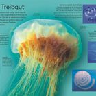 **Fragiles Treibgut**  
Infos über Quallen und Lebewesen im offenen Meer.  
Große Qualle mit langen Tentakeln, daneben farbenfrohe Meereslebewesen.