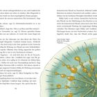 Nach einigen Tagen bildet der Pilz gelbe Tröpfchen. Daneben eine Illustration eines grünen Kreises mit gelben Punkten.