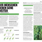 WIR MENSCHEN GEBEN GENE WEITER. Vererbungsregeln und Mendels Erbsenversuche. Gregor Johann Mendel Infos auf rechter Seite.