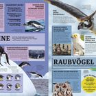 **Pinguine**: Auf der Südhalbkugel lebende flugunfähige Vögel, die ihre Flügel wie Flossen verwenden.  
**Raubvögel**: Fleischfressende Vögel mit Hakenschnabel und Greifklauen zum Töten von Beute.