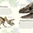 Triceratops, etwa 9 m. Schädel 2,5 m lang. Pachycephalosaurus, Schädel 60 cm. Zeichnungen der Dinosaurier und Schädel.