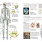Auf der linken Seite steht “SCHMERZ”. Es gibt Illustrationen des menschlichen Nervensystems und Diagramme über Schmerzbahnen und Schmerzrezeptoren. Fachbegriffe wie "Chemie des Schmerzes" und "Körpereigene Schmerzmittel" werden erläutert. Ein Mensch von hinten zeigt Nervenbahnen. Diagramme erklären Schmerzarten und ihre Reaktionen im Körper. Rechte Seite beschreibt "Formen von Schmerz" und enthält Illustrationen von Gehirn und Nerven.