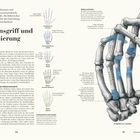 Präzisionsgriff und Kraftdosierung. Langer Daumen, kurze Finger. Homo sapiens. Flexibles Daumengelenk. Darstellungen von Handknochen.
