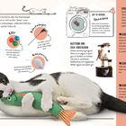 Spielzeug: Katzen lieben es, sich an "Beute" anzuschleichen. Geeignete Spielsachen: Bälle, Katzenangel, Katzenminze.
